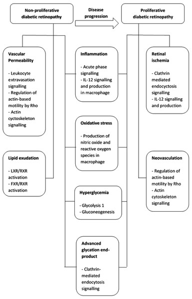 Summary of pathogenetic mechanism for non-proliferative diabetic retinopathy and proliferative diabetic retinopathy and the functional pathways involved.