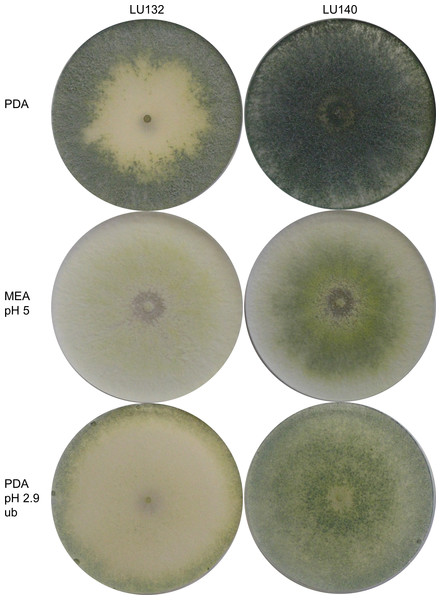 Colony appearance/ conidiation patterns of LU132 and LU140.