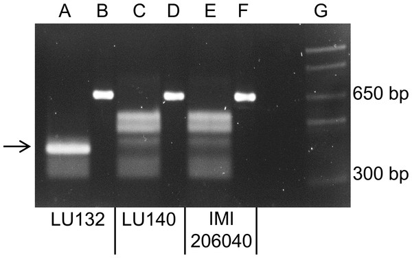 Electrophoretic separation of HphI digested PCR fragments.