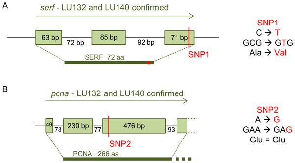 Confirmed annotation of SNP-containing serf and pcna.