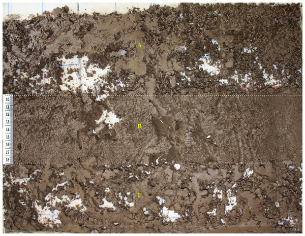 Example of the nutritional quality of habitat terrarium with a soil profile.