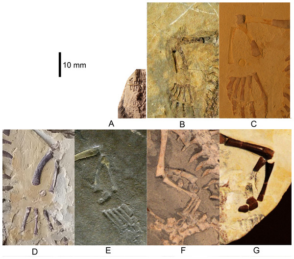Mesosaurus tenuidens, ontogenetic transformation in the tarsus formation.