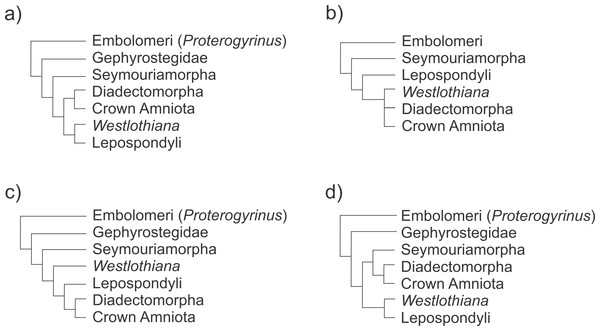 Schematic representation of recent phylogenetic hypotheses of early tetrapod relationships showing the position of the taxa involved in the evolutionary transition to the formation of the early amniotic astragalus (see text for the figure context).