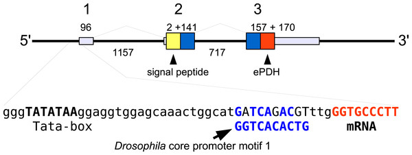 Structure of the ePDH gene from Eriocheir sinensis.