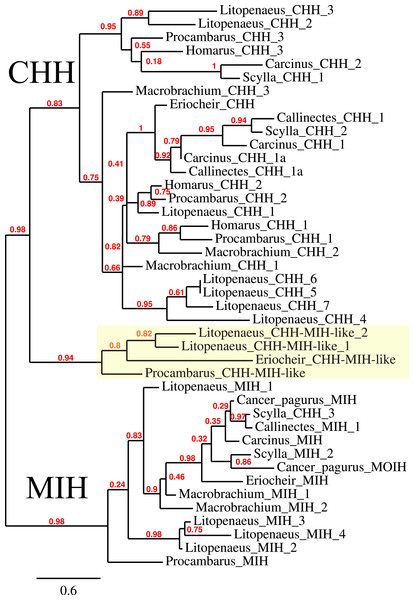 Phylogenetic tree showing the evolutionary relationships between the CHH and MIH hormones.
