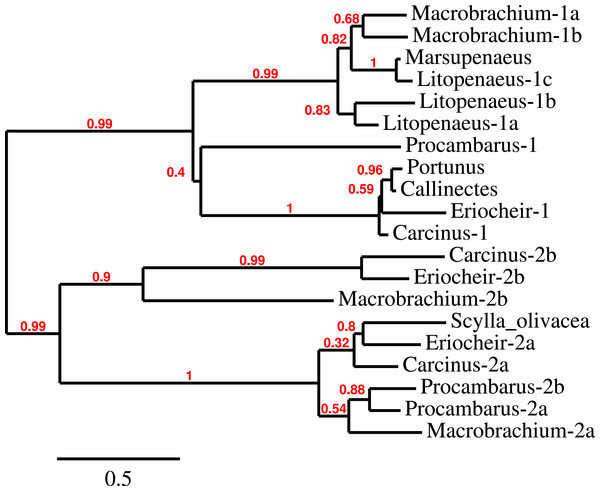 CFSH phylogenetic tree.