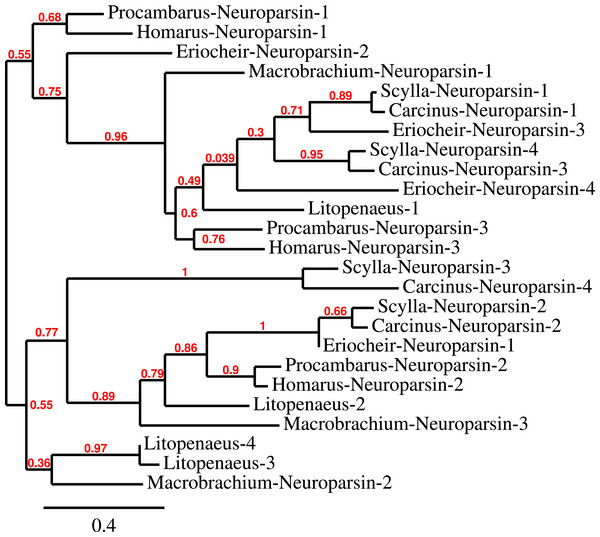 Neuroparsin phylogenetic tree.