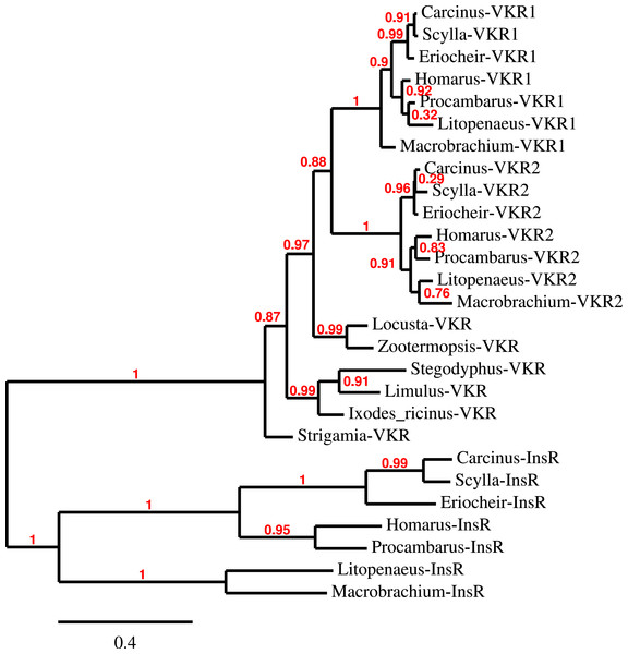 Phylogenetic tree of the tyrosine kinase domains of the decapod insulin and venus kinase receptors.