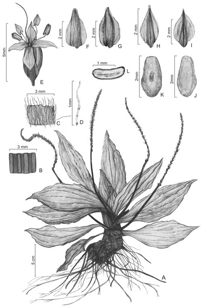 Illustrations of Plantago humboldtiana.