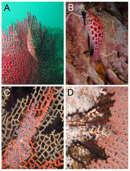 Potential threats to Simnia egg-cowries at Cabo Corrientes and Malpelo Island, Eastern Tropical Pacific, Colombia.