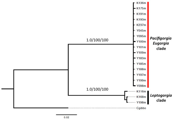 Bayesian inference phylogram using concatenated 16S and COI mitochondrial sequences.