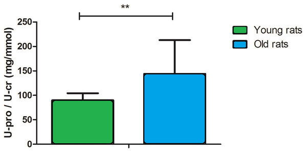 Urine protein-to-creatinine ratio in young and old rats (P < 0.001, n = 9 per group).