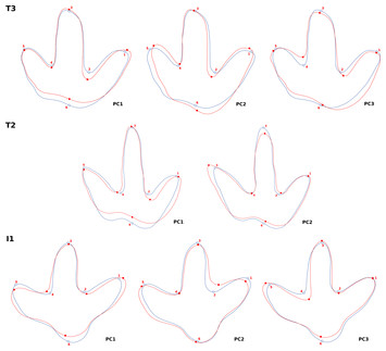 Geometric morphometric analysis of intratrackway variability: a case ...