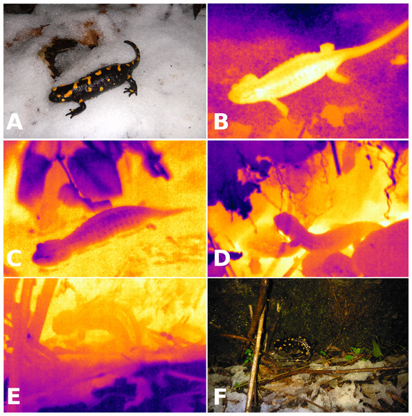 Visible light and infrared images of salamanders.
