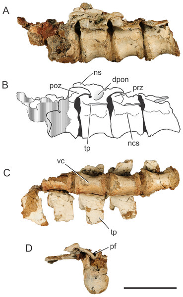 Pissarrachampsa sera (holotype, LPRP/USP 0019), photographs and schematic drawing of the articulated dorsal vertebrae in left lateral (A and B) and ventral views (C), and isolated dorsal vertebra in caudal view (D).
