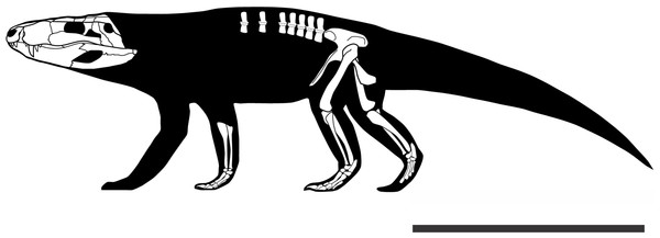 Skeletal reconstruction of Pissarrachampsa sera, including all known cranial and postcranial material.