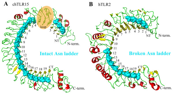Comparison between the asparagine ladders in the ectodomains of TLR15 and the other TLRs in family 1.