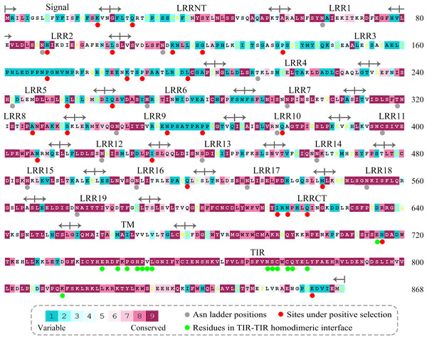 Evolutionary conservation s of amino acid positions displayed in the sequence of TLR15.