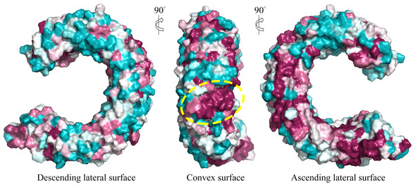 Surface evolutionary conservation of TLR15 ectodomain.