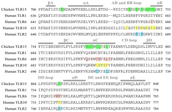 Alignment of representative TIR domain sequences from different TLRs.