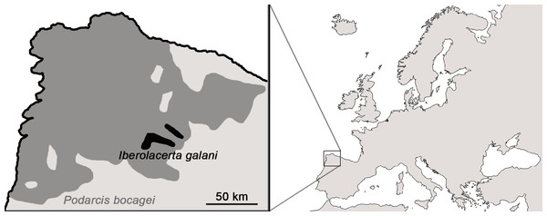 Distributional ranges of Iberolacerta galani and Podarcis bocagei.