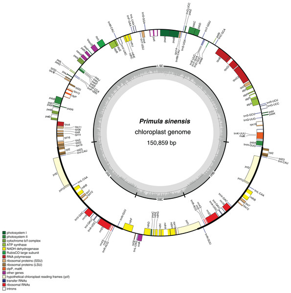 Chloroplast genome map of Primula sinensis (GenBank accession number KU321892).