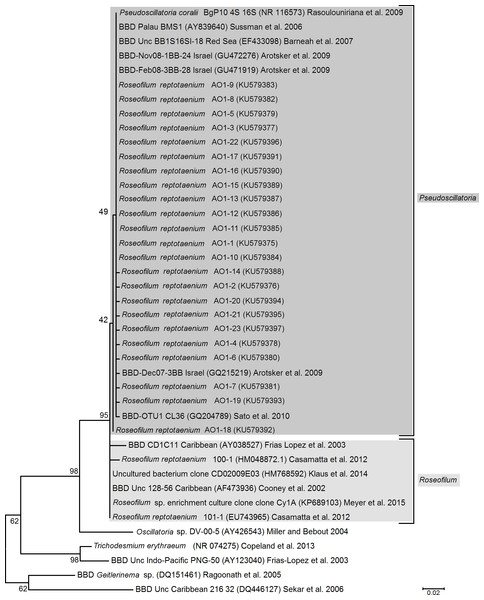 Phylogenetic tree of black band disease cyanobacterial partial 16S rRNA gene sequences based on maximum likelihood analysis.