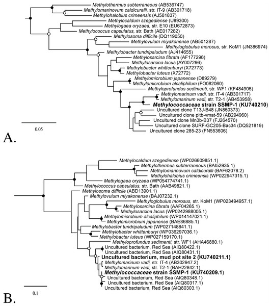 Phylogenetic relatedness of Methylococcaceae strain SSMP-1 to select methanotrophic genera.