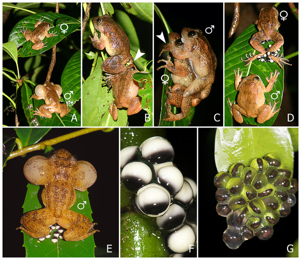 (A–E) Sequence of breeding behaviour in Nyctibatrachus humayuni; (F–G) Egg development.