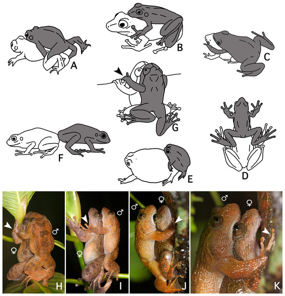 A comparison of known amplexus positions found in anuran amphibians with the new amplexus mode in Nyctibatrachus humayuni.