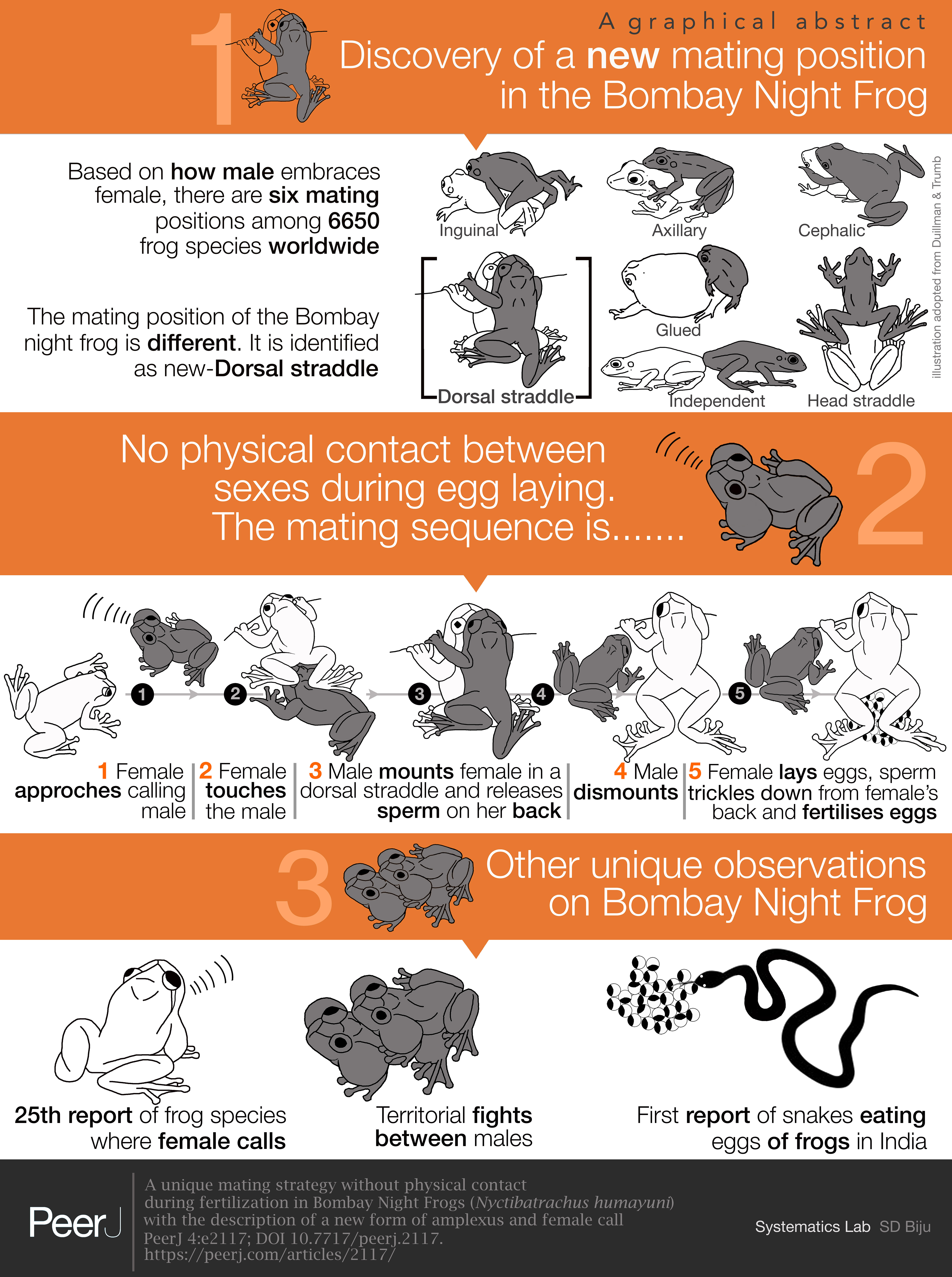 A unique mating strategy without physical contact during fertilization in  Bombay Night Frogs (Nyctibatrachus humayuni) with the description of a new  form of amplexus and female call [PeerJ]