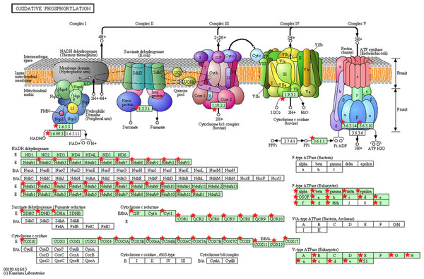KEGG pathway map illustrating oxidative phosphorylation in human.