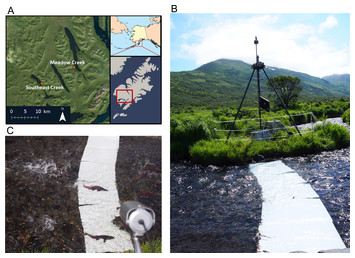 A time-lapse photography method for monitoring salmon (Oncorhynchus spp ...