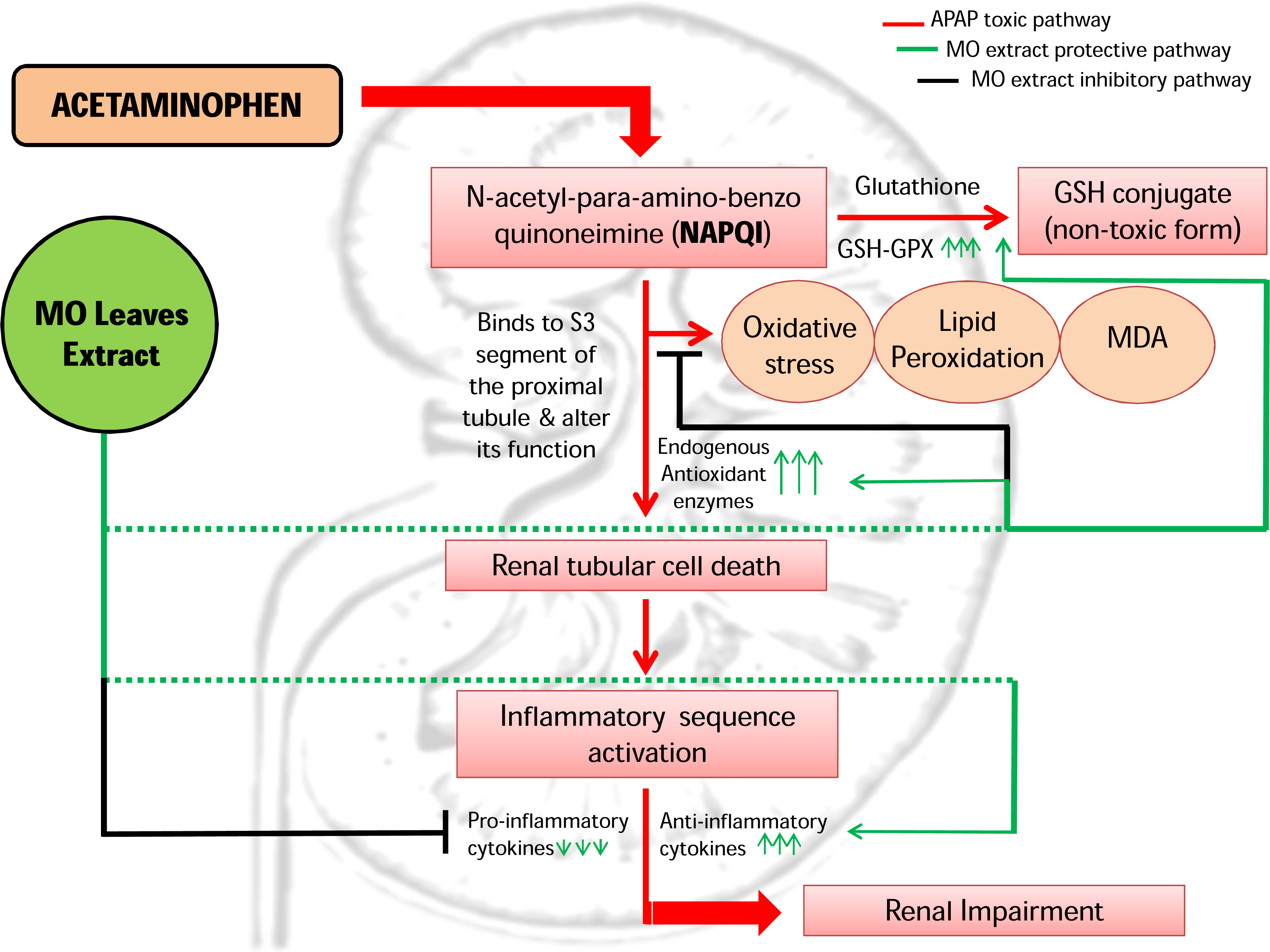 The modulatory effect of Moringa oleifera leaf extract on endogenous