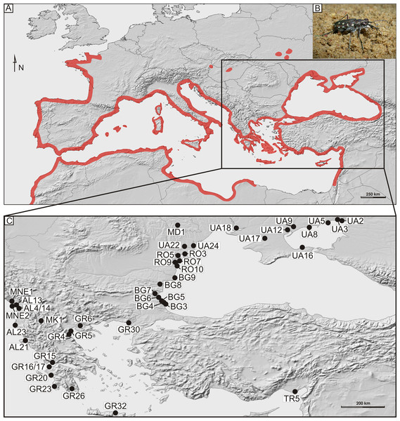 Distribution and sampling of Calomera littoralis in Europe.