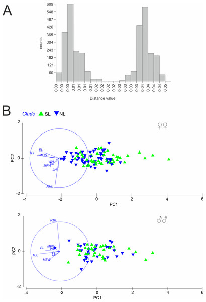 (A) Automatic Barcode Gap Discovery (ABGD) analysis of Calomera littoralis and (B) Results of Principal Component Analysis performed for investigated specimens on main body dimensions.