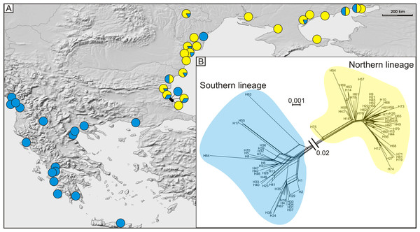 (A) Geographic distribution of haplogroups from southern (blue circles) and northern (yellow circles) lineages and (B) median joining network of 81 detected COI haplotypes showing southern (blue shading), and northern (yellow shading) lineages.