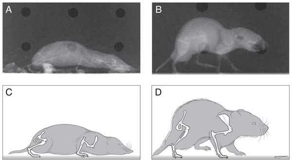 Radiographs and sketches of a shrew (A and C) and vole (B and D), showing the typical standing posture of each.