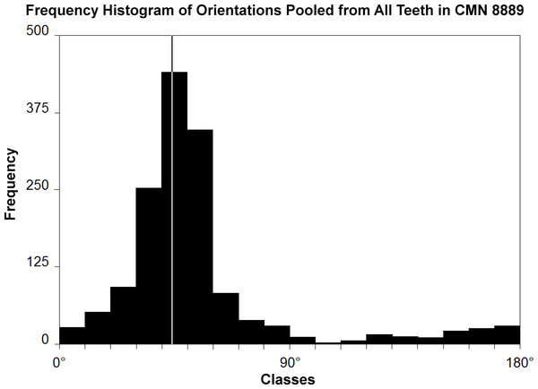 Histogram of striation orientations pooled from all teeth examined in Leptoceratops gracilis (CMN 8889).