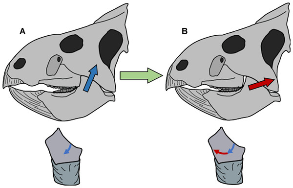 Model of circumpalinal mastication in Leptoceratops.