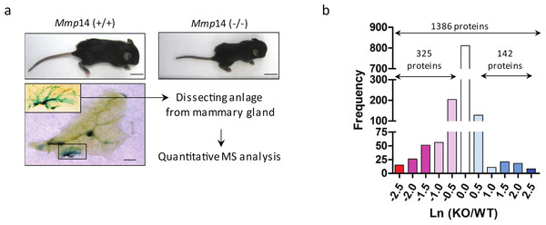 A scheme for the proteomic analysis of mammary gland tissues from wild type and Mmp14KO mice.