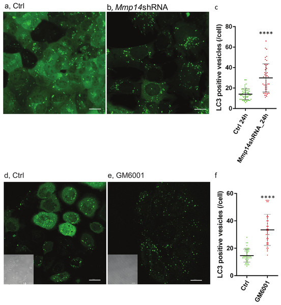 Silencing Mmp14 in mammary epithelial cells formed more autophagosomes.