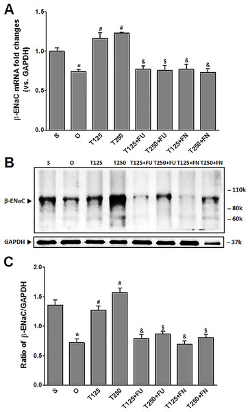 (A) β-Enac mRNA level (B) whole membrane image of β-ENaC protein band and (C) ratio of β-ENaC/GAPDH protein band intensity in kidneys.