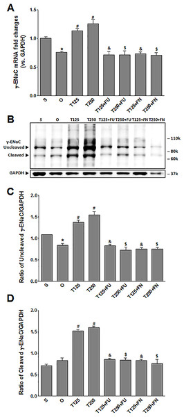 (A) γ-Enac mRNA level (B) whole membrane image of γ-ENaC protein band and (C) ratio of γ-ENaC/GAPDH protein band intensity in kidneys.