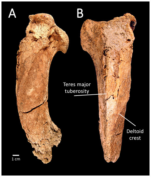 SBCM L3160-1018, proximal left humerus of Smilodon fatalis, lateral (A) and anterior (B) views.