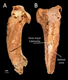 First records of Canis dirus and Smilodon fatalis from the late ...