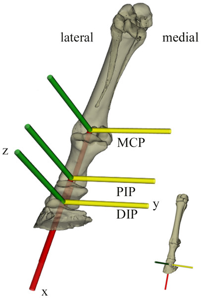  XROMM model with bone segments and coordinate systems for the metacarpophalangeal (MCP), proximal interphalangeal (PIP) and distal interphalangeal (DIP) joints.