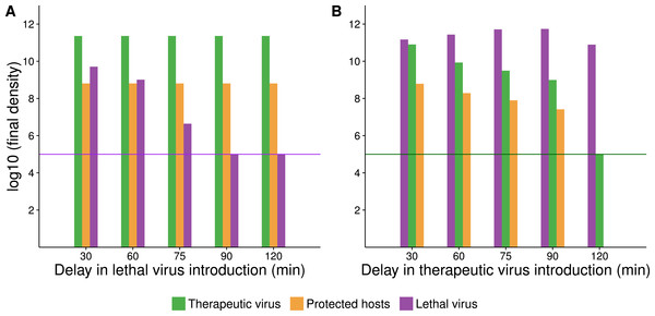 Numerical analyses show that the time between introduction of therapeutic virus and lethal virus affects the spread of the second virus.