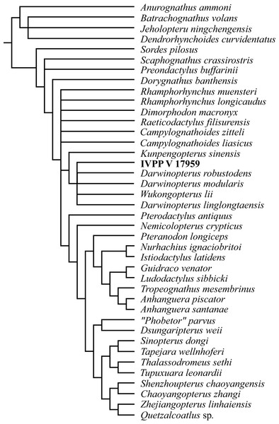 Phylogenetic relationships of IVPP V 17959.