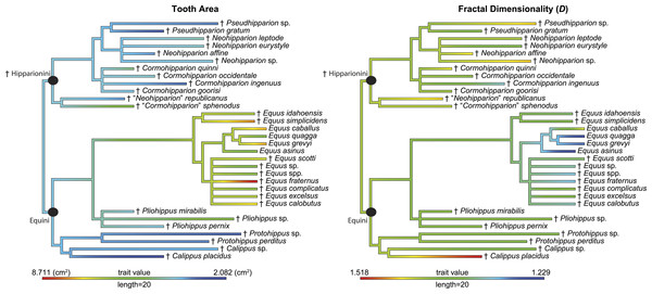 Phylogeny used in this study with continuous characters, tooth area and fractal dimensionality (D), mapped onto the tree.